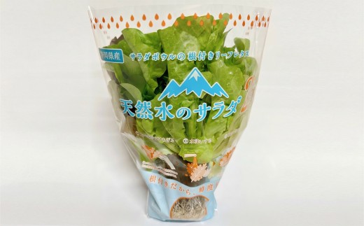 天然水のサラダ 根付き リーフレタス │ 野菜 レタス サラダ 静岡県 小山町