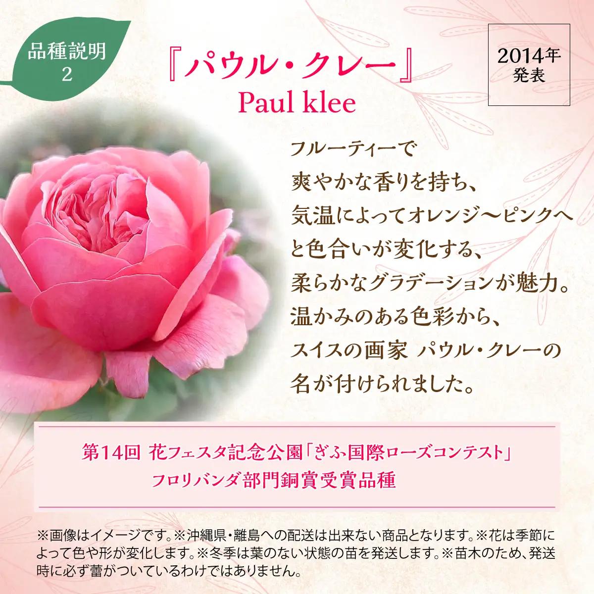 【Apple Roses】バラ苗『パウル・クレー』大苗6号ポット植え 苗木 植物 HNNH003