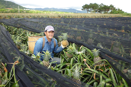 【予約受付】【農林水産大臣賞受賞】當銘さんグループのスナックパイン２．２ｋｇ（２玉～５玉）【2026年4月20日より順次発送予定】YK-2 