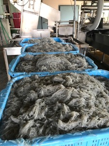 釜揚げ しらす 2kg 子どもにも 便利 小分けパック 100g×20パック 産地直送 無添加 鮮度 抜群 高知県 須崎市 海の玄米 高タンパク 低糖質 低カロリー カルシウム 宮進商店 職人 しらす