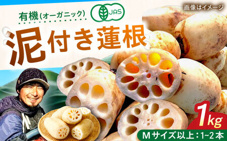 有機（オーガニック）泥付き蓮根1kg / 白石れんこん レンコン 蓮根 有機栽培 オーガニック 野菜 根菜 / 佐賀県 / 吉田農園[41AHAE004]