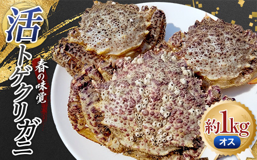 
                  春の味覚 活トゲクリガニ(オス) 約1kg (3～5杯) 【太平丸】 漁師直送 かに カニ 蟹 海の幸 産地直送 珍味 海産物 贈り物 魚介 青森県 東北 むつ湾 平内町  F21J-185
                