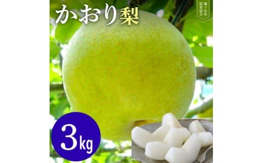 【先行予約 】かおり3kgかまがやの梨