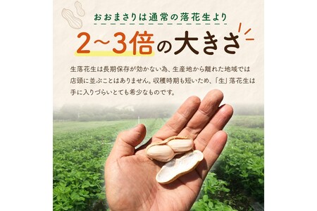 【数量限定50】農家直送　生落花生(おおまさり)　300g×4袋　レシピ付き
