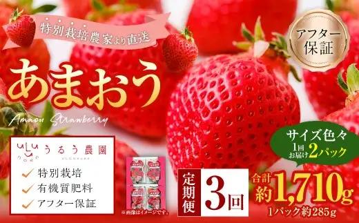 【3回定期便】 うるう農園のあまおう サイズ色々2パック （計約570g） 【2027年2月上旬～4月下旬発送予定】 あまおう いちご 苺 果物 フルーツ 定期便 冷蔵 福岡県 太宰府