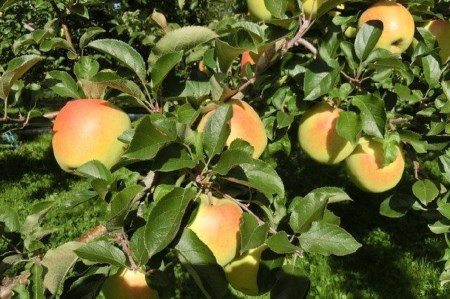 【2025年12月前半発送】りんご【訳あり】約5kg トキ | 黄色いりんご 青森県産りんご 家庭用りんご