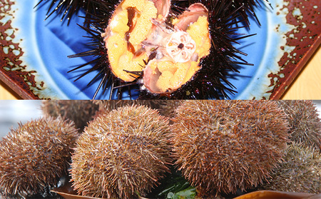 北海道 礼文島産 蒸しうに 缶詰 食べ比べ (エゾバフンウニ・キタムラサキウニ 100g×各5缶)［株式会社やまじょう］【 うに ウニ 雲丹うに缶 蒸しうに バフンウニ ムラサキウニ 食べ比べ 贈答 