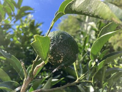 【期間限定】雲の上の青ゆず（２ｋｇ）ユズ 柚子 農薬化学肥料不使用 果物 柑橘 産地直送 ゆずジャム ゆず茶 高知県産 常温便