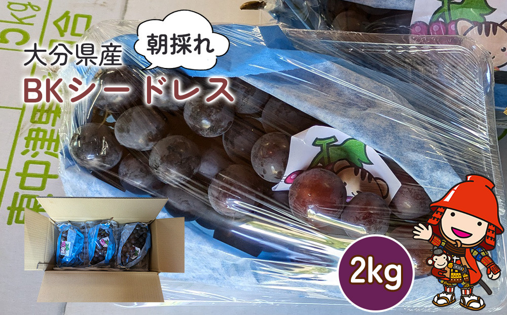 
            BKシードレス 約2kg (約3～4房) | いわき農園 葡萄 マスカットベリーA 巨峰 ぶどう ブドウ 種なし 数量限定 新鮮 産地直送 果物 くだもの フルーツ ギフト 大分県産 九州産 大分県 中津市
          