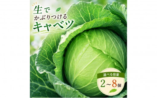 
                  【2026年出荷分先行予約】富士山キャベツ　3kg 8kg 9kg
                