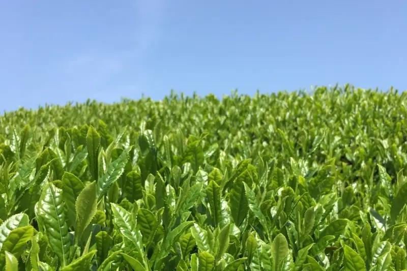 宇治・煎茶ティーバッグ 5g×20個×5袋〈お茶 茶 煎茶 緑茶 かぶせ茶 飲料 ティーバッグ 煎茶ティーバッグ ティーパック 宇治茶 日本茶 加工食品〉