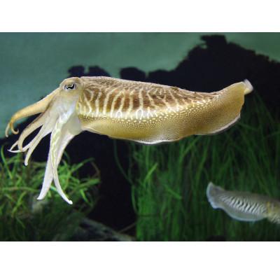 ふるさと納税 福津市 これは食べなイカん!! お刺身コウイカ600g(50g×12P)[F0081s] |  | 02