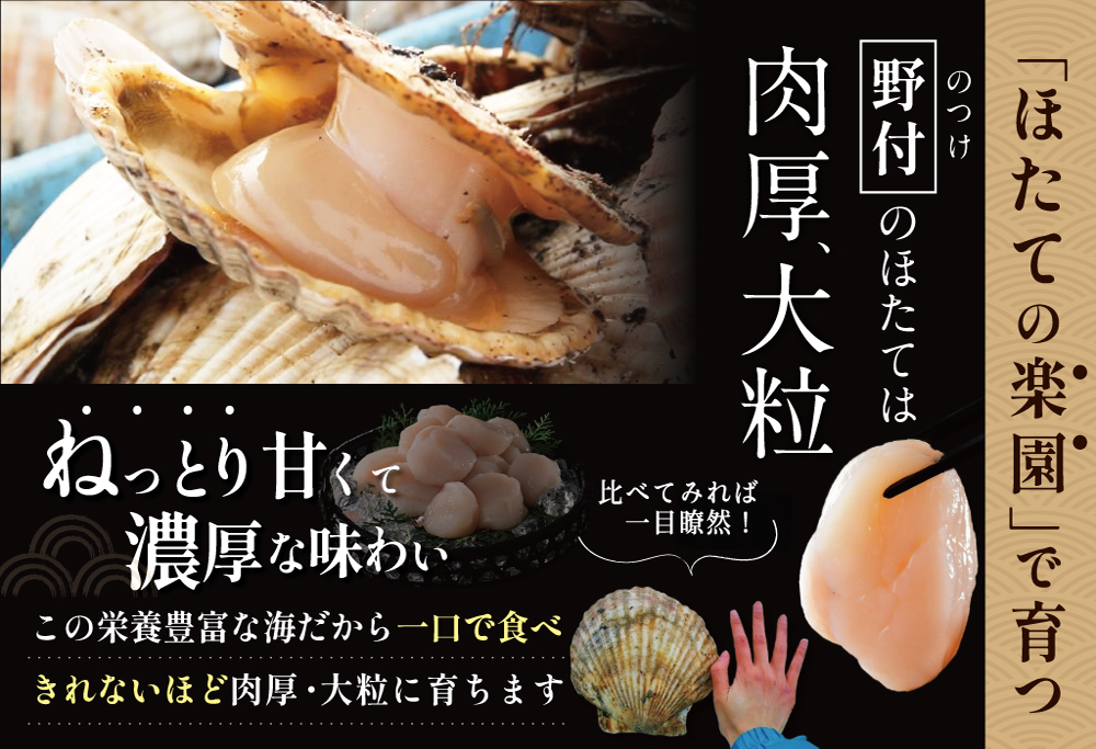 【毎月7ヶ月定期便】北海道 野付産  冷凍ホタテ貝柱 届いて嬉しい 大玉 ホタテ 500g 全 7回 水産事業者支援