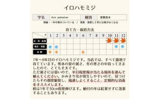 
イロハモミジ（伊呂波紅葉）苗木 株立 樹高1.5m前後 露地苗 シンボルツリー 落葉樹 植木 庭木
