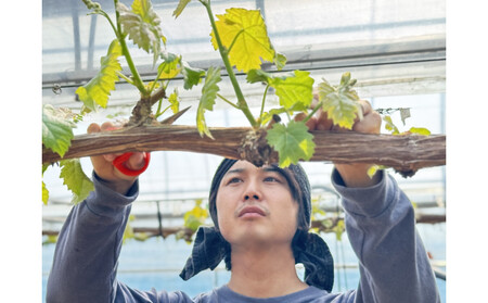 農家こだわりのシャインマスカット＆お任せ２品種 ３房合計約1.2ｋg ｜ シャインマスカット ぶどう ぶどう