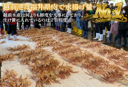 【先行予約！9月30日までの特別価格！！】【産地直送】福井冬の味覚！越前がに 1杯 1.0～1.1kg