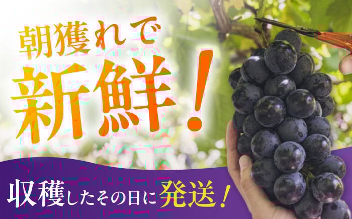 ぶどう ブドウ ぴおーね ピオーネ 葡萄 フルーツ 果物 大粒 種なし くだもの 