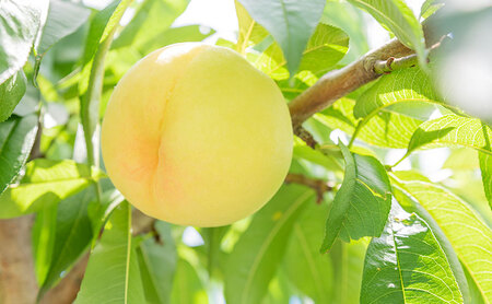 桃 2024年 先行予約 ご家庭用 おかやまの桃 約1.3kg （5～6玉） もも モモ 岡山県産 国産 フルーツ 果物