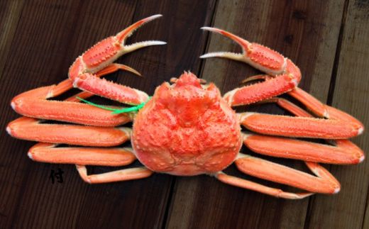 【先行予約】【ボイル松葉がに 1匹（約800g）かにの身入りかにみそ 三杯酢付 冷蔵】令和7年11月中旬以降、順次配送予定 配送前に事前連絡いたします 香住・山陰沖で水揚げされた新鮮な松葉がにを熟練の