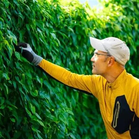 【先行予約】山薫る自然薯 カット品700g以上【配送不可地域：離島】【1475178】