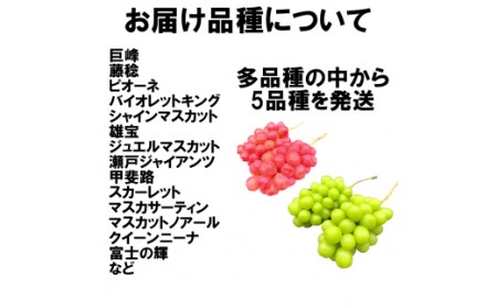 ＜2024年先行予約＞ぶどう狂い　定期便　シャインマスカット含む5種食べ比べ　105-005