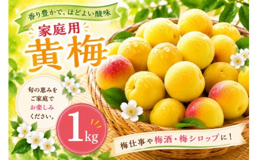 
                  黄梅 家庭用 南高梅 1kg+250g（傷み補償分） / 梅 梅ジュース 梅酒 梅干し 訳あり 和歌山 ※2026年6月下旬～7月下旬に順次発送 ※北海道・沖縄・離島への配送不可 【ikd510-cc-1】
                