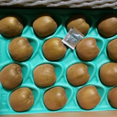 ふるさと納税 東かがわ市 さぬきゴールドキウイ　約3.5kg
