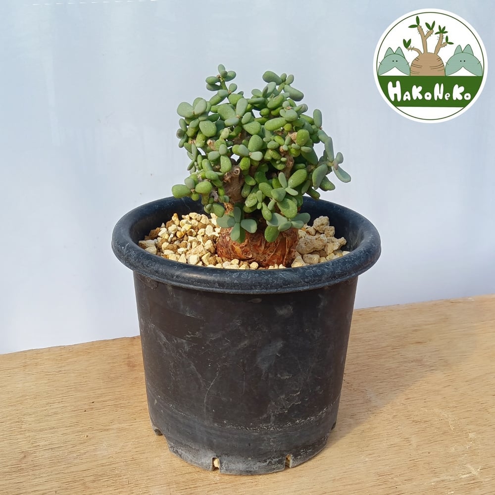 
            ケラリア・ピグマエア (発根管理済) A012｜観葉植物 コーデックス 盆栽 鉢植え インテリア ハコネコ [0665]
          