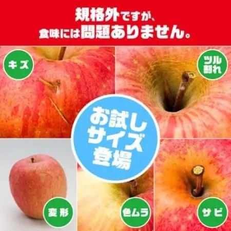 レビュー評価★4.5の訳ありりんご「サンふじ」。お試しサイズ3kgが登場!!【配送不可地域：離島】【1748539】