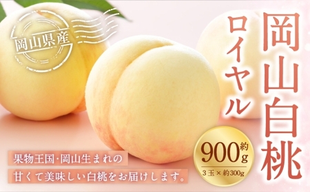 岡山白桃 ロイヤル 3玉×約300g （ 3Lサイズ ） 岡山県産 白桃 桃 もも モモ くだもの 果物 果実 フルーツ 国産 ギフト 贈り物 【 2026年7月上旬～8月下旬発送予定 】