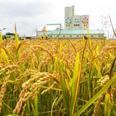 ふるさと納税 沼田町 【令和7年産 先行受付】ゆめぴりか 無洗米 10kg(5kg×2袋)雪冷気 籾貯蔵 北海道 雪中米 |  | 02