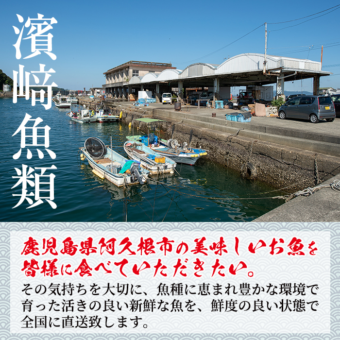 鹿児島県阿久根産！天然きびなごのお刺身と鮮魚セット(1kg・40尾×2パック) 国産 九州産 鹿児島産 鮮魚 魚介 セット【濱崎魚類】a-12-5