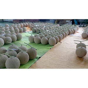 メロン／果物系　【数量限定】京都丹後産 セリーヌメロン 1玉入り（2026年7月～発送）　フルーツ・メロン1玉・果物・ブランドメロン・メロン