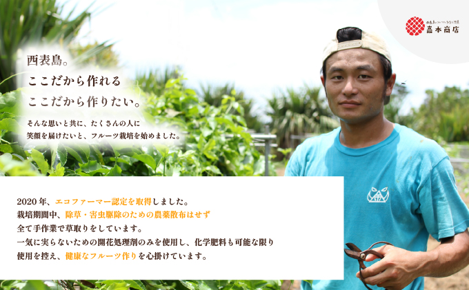 2026年 先行予約 西表島の完熟ピーチパイン 6kg (5〜8玉)【嘉本商店 完熟 果物 フルーツ】お届け：5月中旬～6月中旬頃