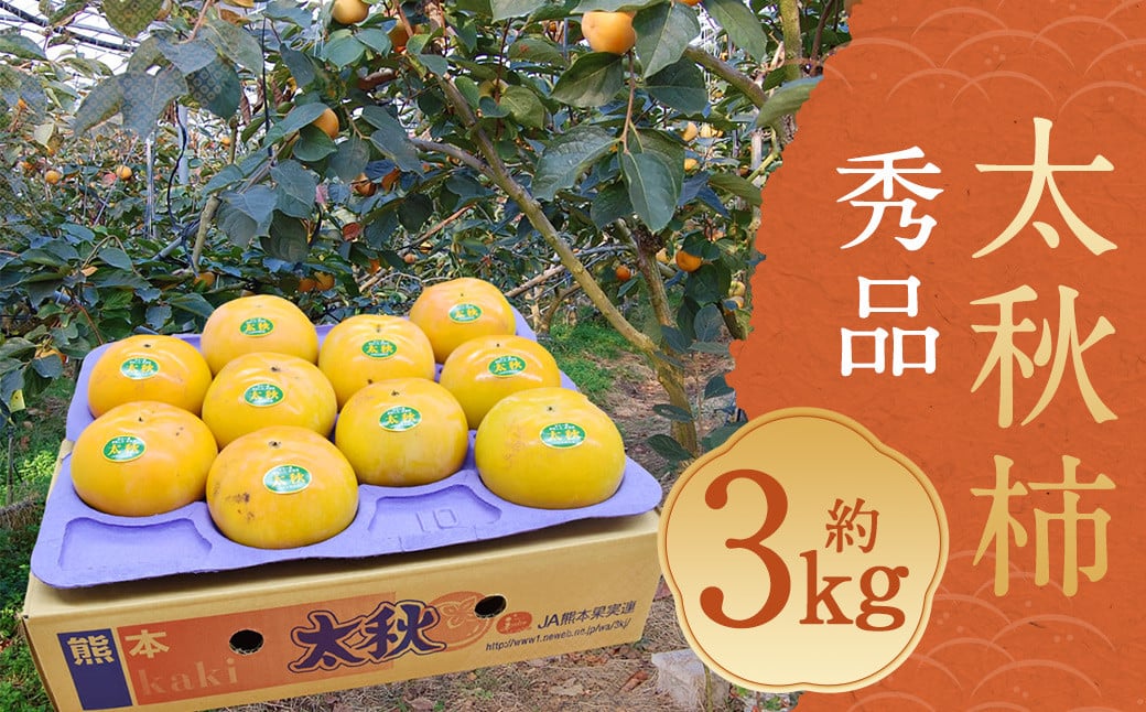 太秋柿 秀品 約3kg（約8～14個） ブランド柿 柿 かき たいしゅうかき 甘柿 フルーツ スイーツ くだもの 果物 果実 秋 旬 益城町産 【2025年10月下旬～11月下旬発送予定】