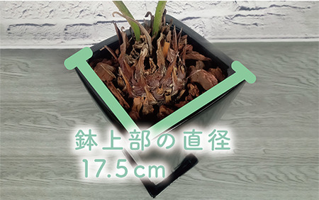 2026年6月中旬～発送 観葉植物 ザミア・プミラ 60cm～80cm ブラック 陶器鉢 専用受皿付 T&P 025-1402 観葉植物