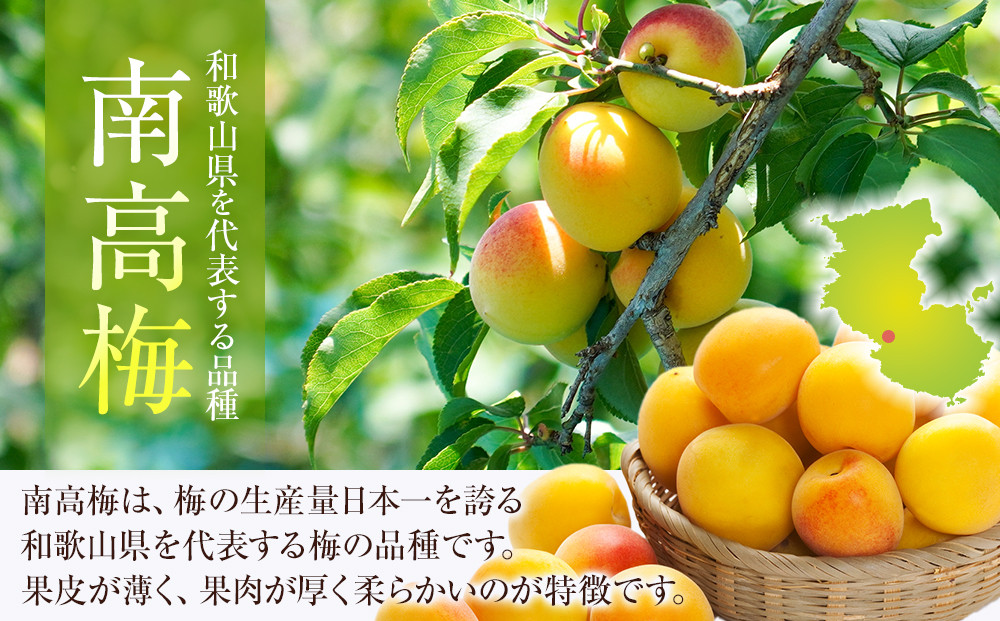 冷凍 紀州南高梅 完熟梅   約5kg   L～4Lサイズ混合 ご家庭用