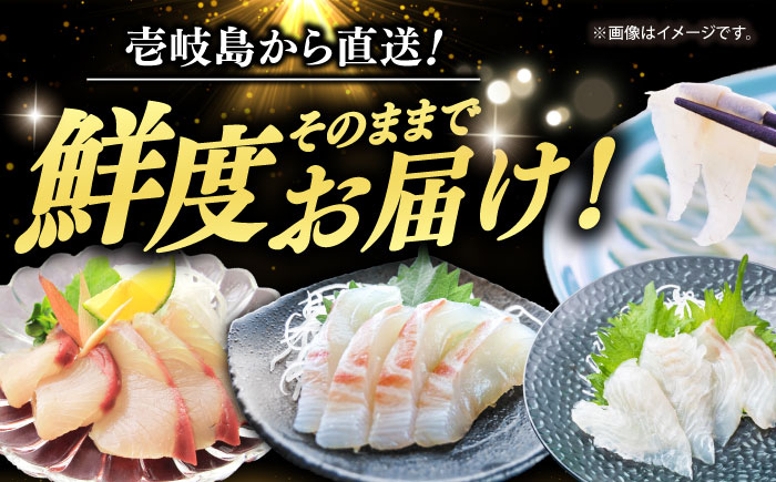 海鮮セット 魚介セット 海の幸セット  プレミアム プレミア 希少 食べ比べ