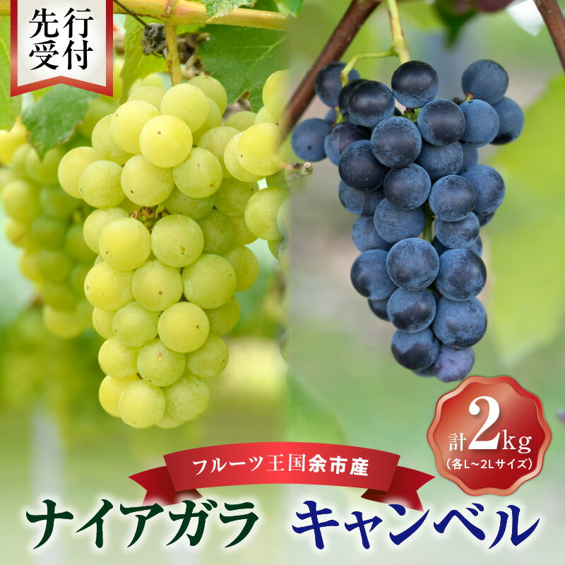 【ふるさと納税】【 先行予約 ： 2025年9月中旬以降発送 】フルーツ王国 余市産 「 ナイアガラ ・ キャンベル 」 2kg 【 ニトリ観光果樹園 】 果物 フルーツ ぶどう ブドウ デザート プレゼント 贈り物 ギフト 高糖度 ジュース 北海道産 甘い香り 北海道 余市町 送料無料