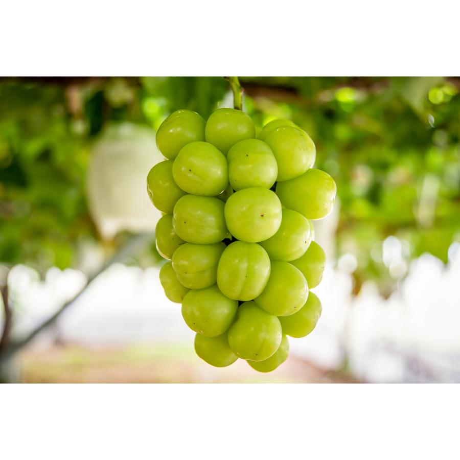 ＜マルモ秀果園＞シャインマスカットと旬のぶどう（品種お任せ）　2房ぶどう2房、合計1.2kg