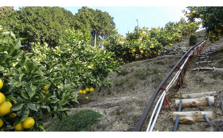 【先行予約】【訳あり】三愛果樹園の土佐文旦10kg / 土佐文旦 みかん 柑橘 ぶんたん ブンタン 果物 フルーツ 〈2027年2月上旬から順次発送〉【三愛果樹園】 [BQAO009]
