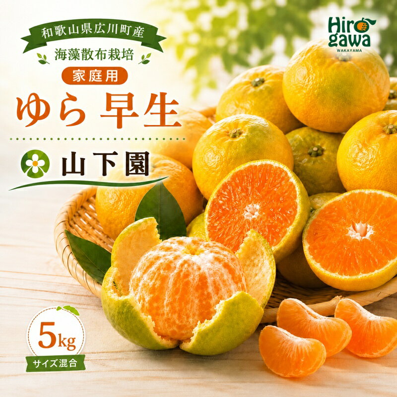 【ふるさと納税】 ゆら早生 5kg 家庭用 サイズ混合 / 和歌山 有田 広川 由良 みかん 柑橘 果物 くだもの フルーツ 果実 ※2026年10月中旬～11月上旬頃に順次発送予定 //mandarin //goku