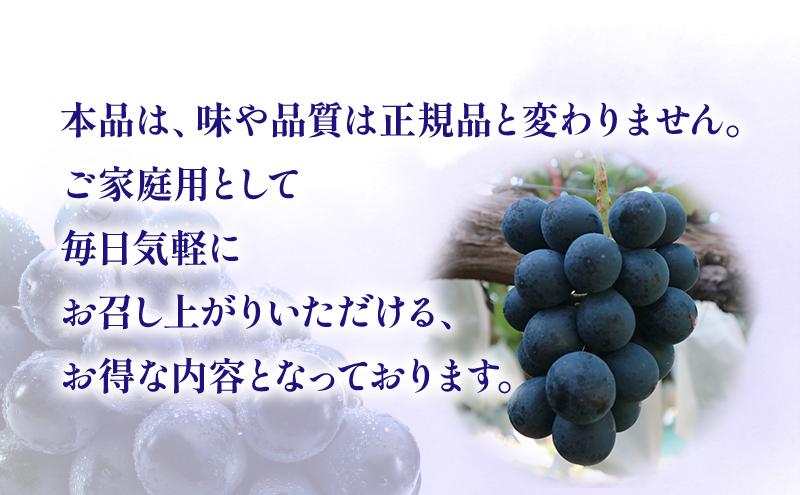 【★先行予約】【訳あり】長野県産ナガノパープル 約400～500g×4房 見た目にワケあり 味はそのまま 一粒が大きい 果物 旬のフルーツ 長野県 上田 信州