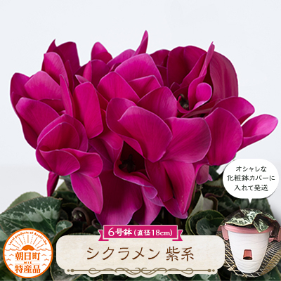 
                  過去に農林水産大臣賞等複数受賞…シクラメン　紫系色　6号鉢(直径18cm)底面給水鉢【1220756】
                