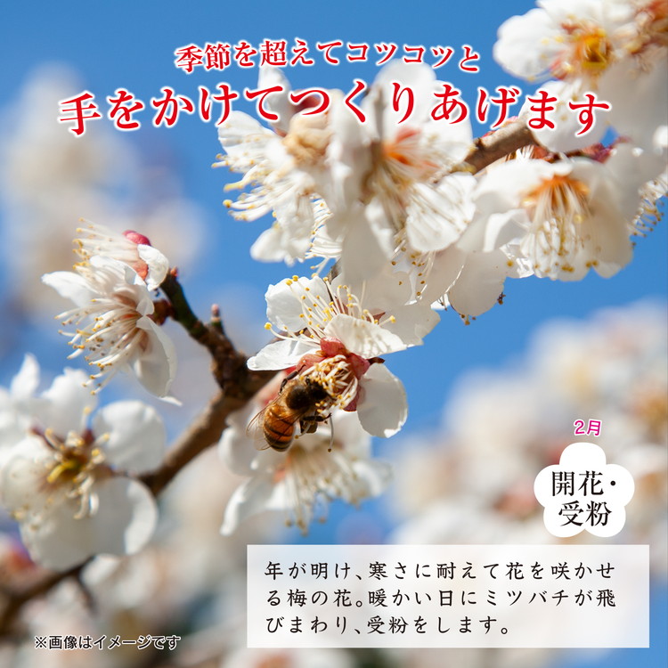 紀州南高梅つぶれ梅（はちみつ漬）塩分8％ 400g×3