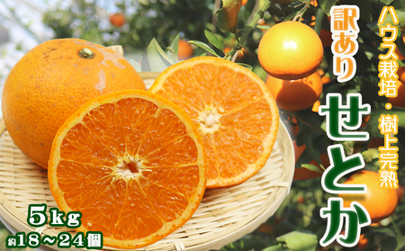 【数量限定・先行予約】もぎたて樹上完熟！『訳あり せとか』５kg　[0014-0029]