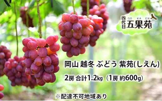 
                  越冬 ぶどう 紫苑 （しえん）2房 合計1.2kg（1房 約600g）岡山県産 四代目 五果苑
                