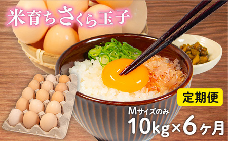 定期便 卵 10kg × 6ヶ月 割れ補償 5個 Mサイズ のみ 約 160個 × 6回 定期便 国産 米育ち さくら玉子 さくら卵 鶏 さくら コク 濃い 卵黄 風味 とれたて 生 たまご 地産地消  国産鶏 玉子 産みたて 新鮮 黄身 卵 かけ ご飯 たまご かけ ごはん 玉子 丼  卵 焼き すき焼き 目玉 焼き 玉子 スープ 茶碗蒸し ゆで たまご サンド 大容量 滋賀県 竜王町