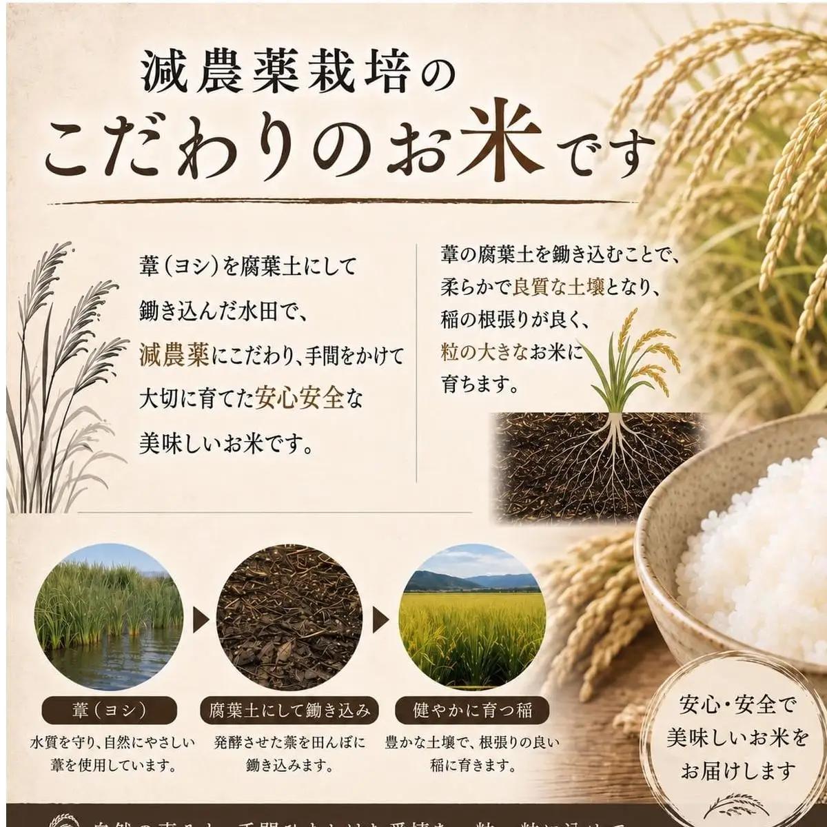 米 令和7年産 ひとめぼれ 精米 5kg 単品 こめ コメ お米 ご飯 白米 ヒトメボレ 特別栽培米 減農薬栽培 ヨシ腐葉土米 ブランド米 国産 ごはん ライス お弁当 おにぎり 宮城県 石巻市 宮城