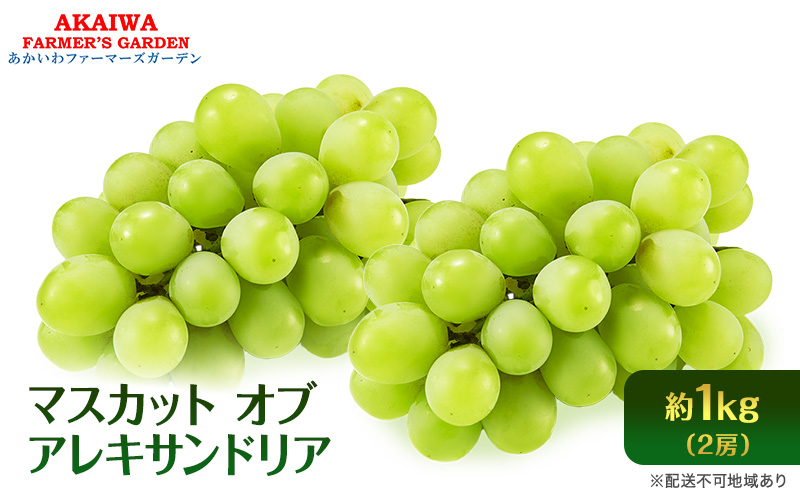 ぶどう 2026年 先行予約 マスカット オブ アレキサンドリア 2房 (約1.0kg) 葡萄 岡山県 赤磐市産 フルーツ 果物 ブドウ 果物類